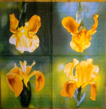 045 Lilies -  3 ply (yellow) - Ihr